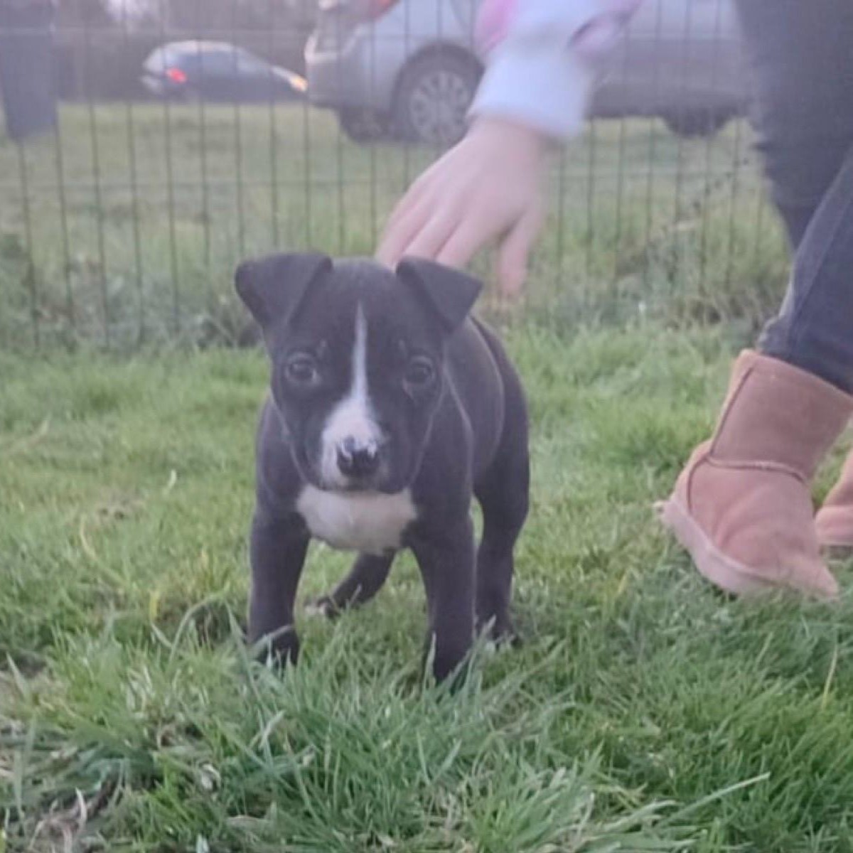 pitbull bébé