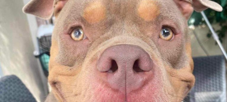 pitbull marron pitbull marron