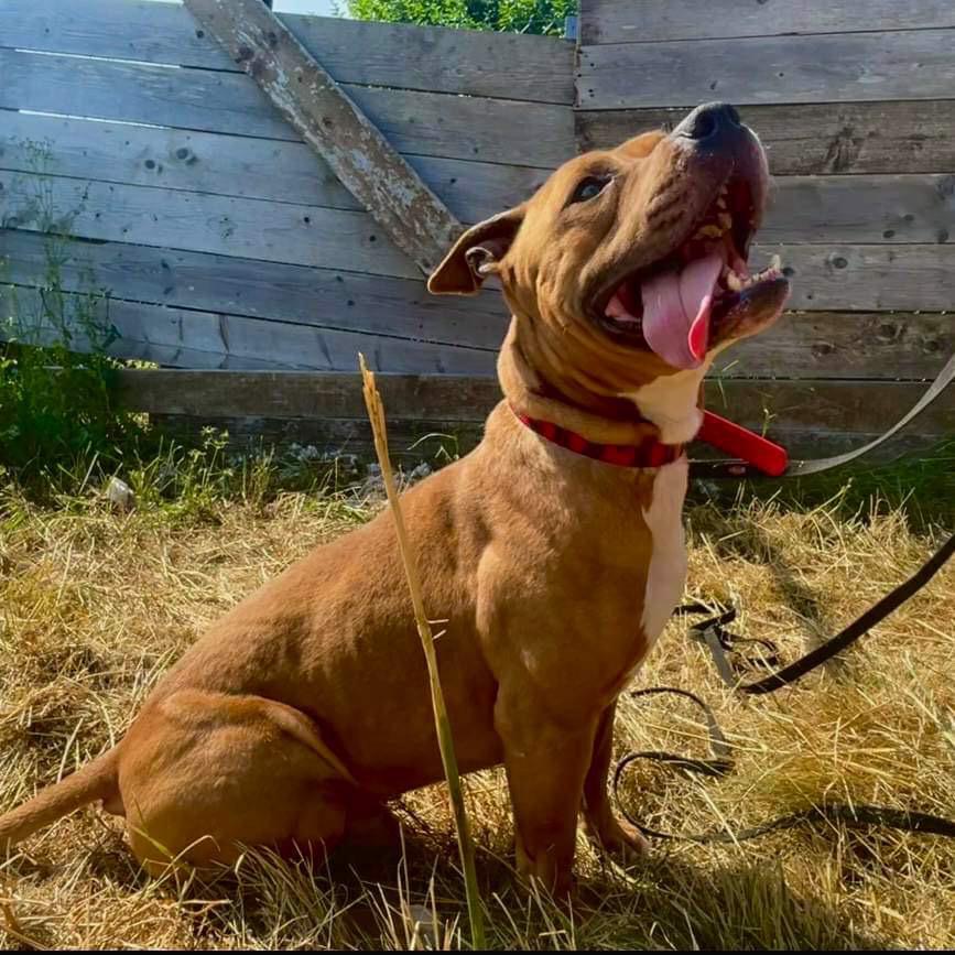 pitbull