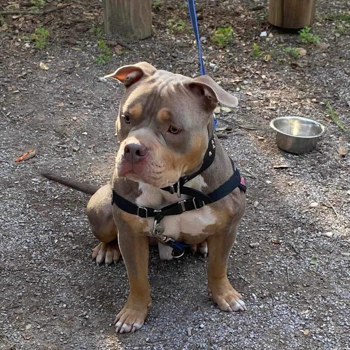 pitbull