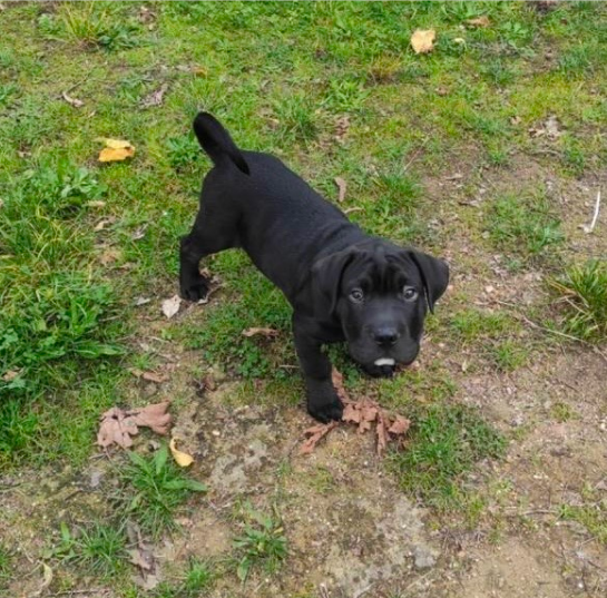 chien_petit